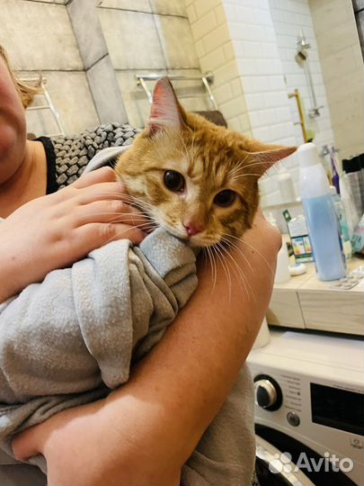Рыжий кот