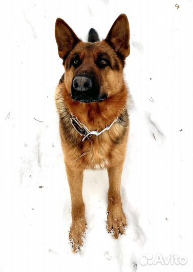 Овчарка вязка