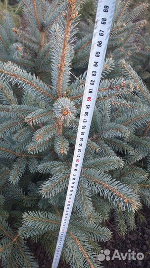 Ель голубая