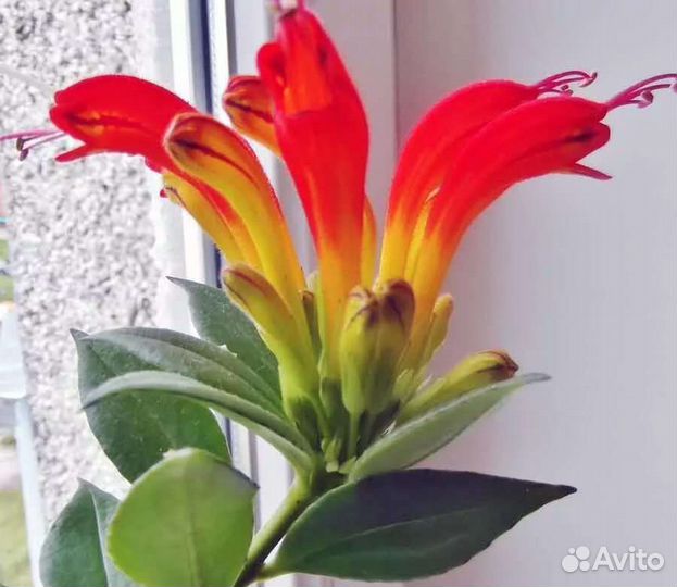 Эсхинантус жар птица