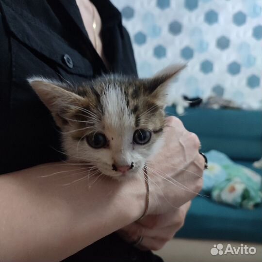 Котенок в добрые руки бесплатно