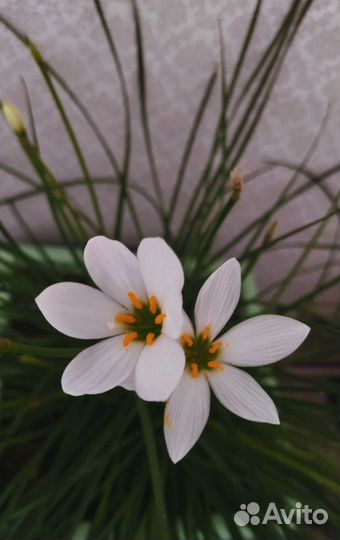 Выскочка белого цвета