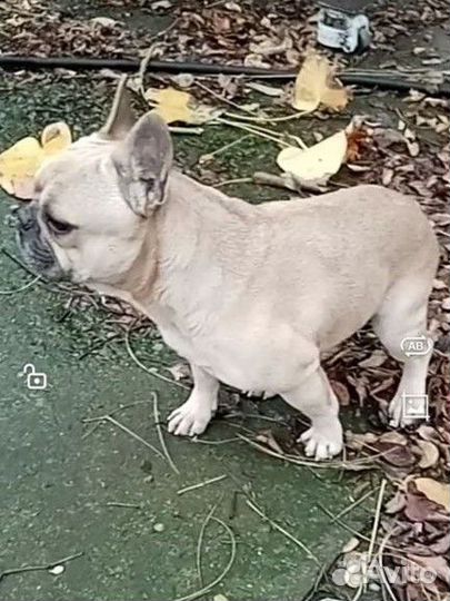 Французский бульдог вязка