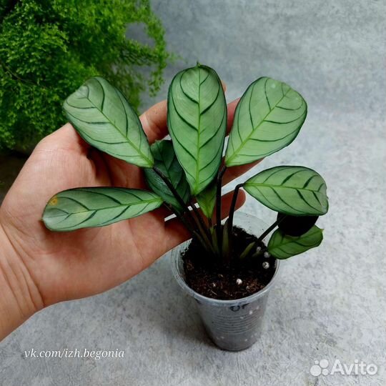 Калатея, ктенанта, строманта