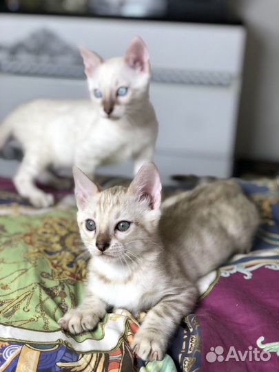 Бенгальские котята