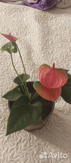 Комнатные цветы антуриум