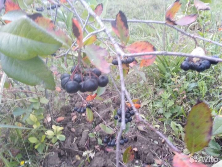 Японская айва- хеномелес, также есть кусты аронии