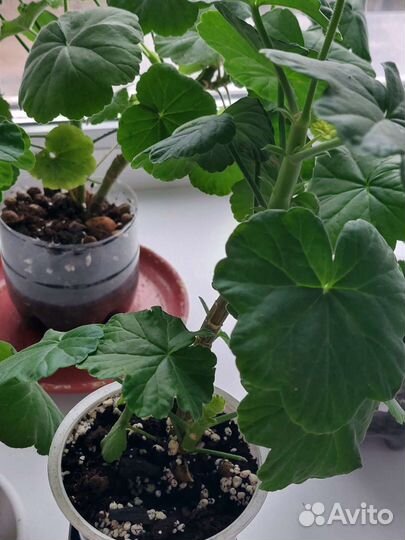 Герань пеларгония розебудная