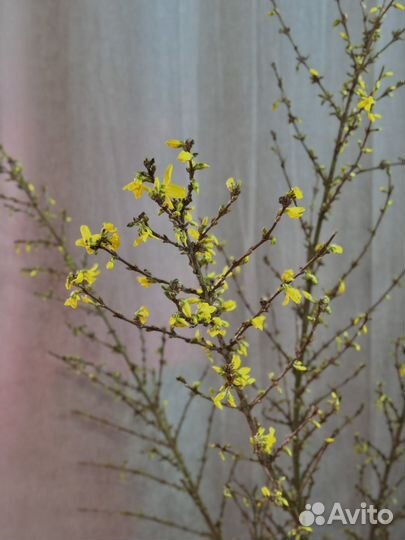 Форзиция метр длина премиум веточки