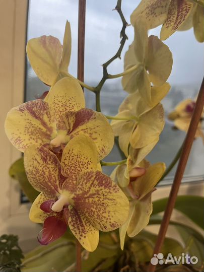 Орхидея фаленопсис