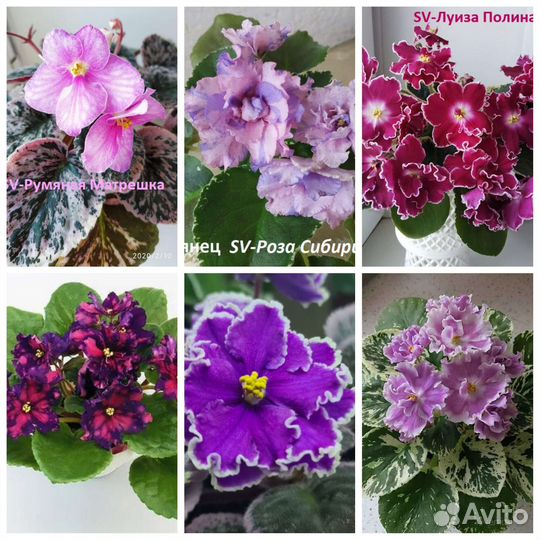 Фиалки листья