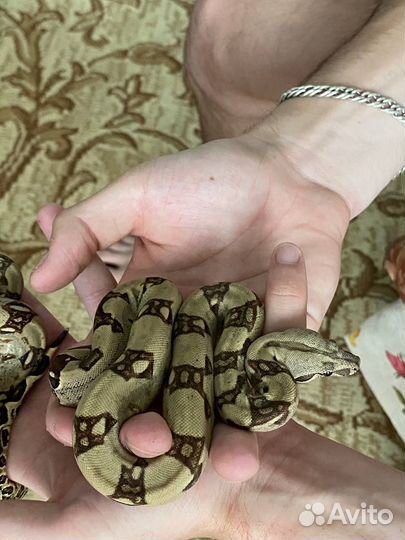 Императорский удав