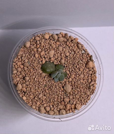 Echeveria Laui