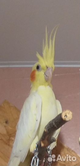 Попугаи Ручные