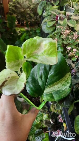 Сциндапсусы