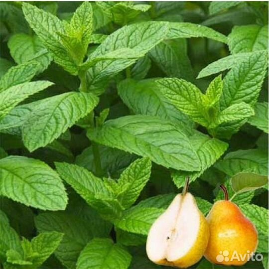 Мята сортовая