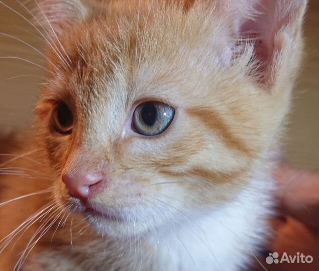 Котёнок мяу