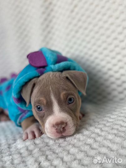 Американский булли щенки