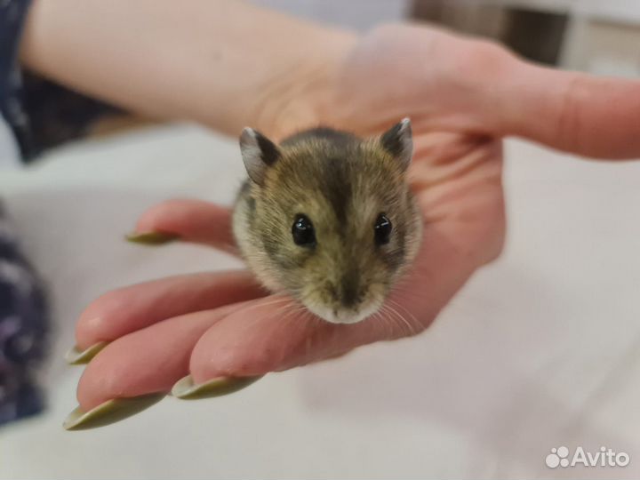 Отдам хомяка с клеткой в Очень добрые руки