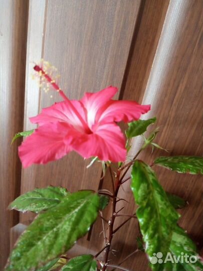 Гибискусы разные