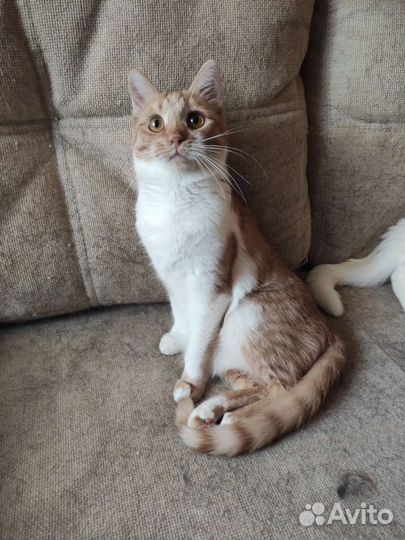 Кошка в дар