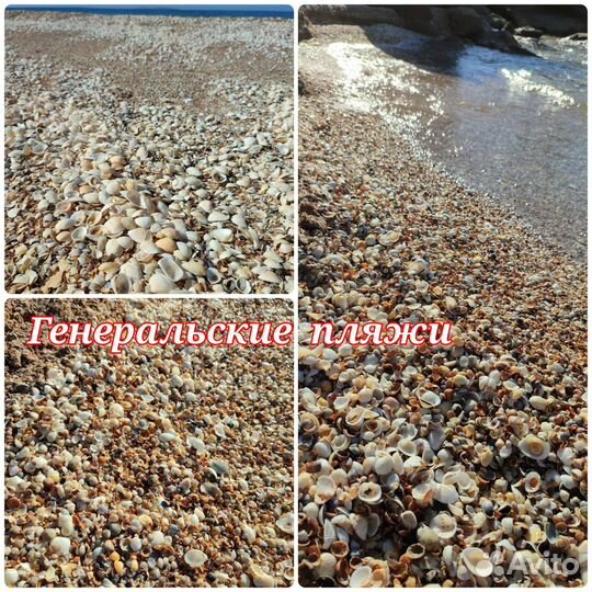 Отборные ракушки из Крыма