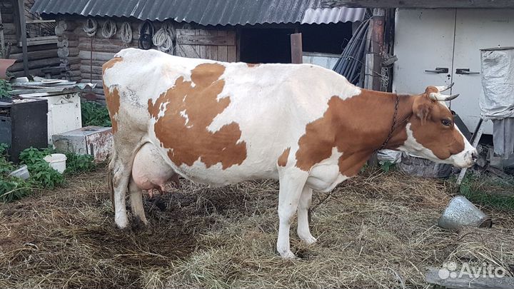 Продам корову 5-м телком