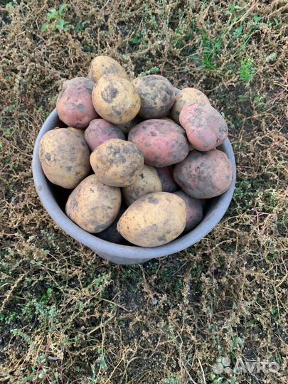Продам картофель