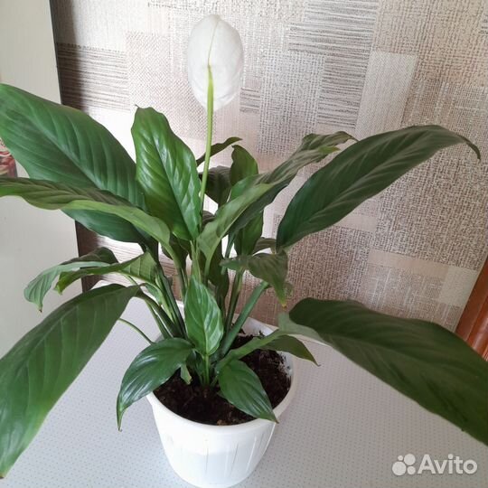 Спатифиллум