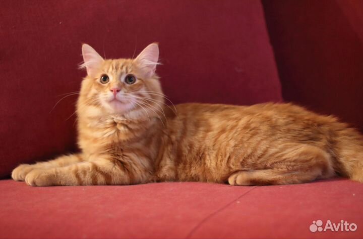 Рыжее братство