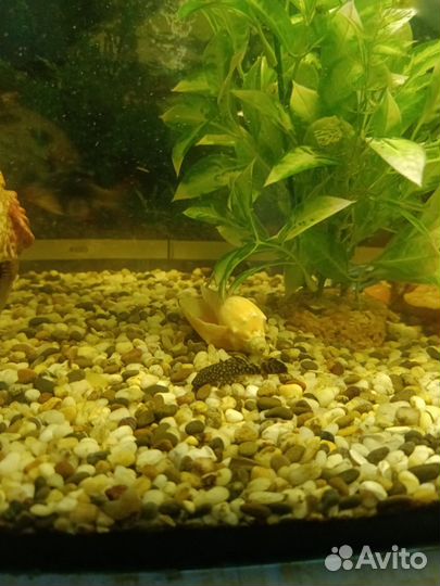 Сомики анциструсы