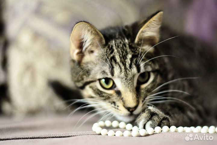 Котята мальчики 3,5 месяца