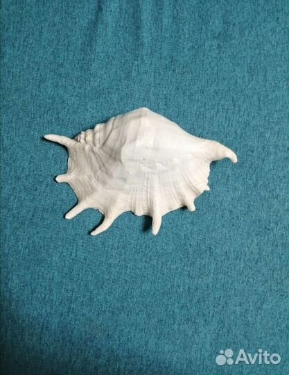 Ракушка морская большая