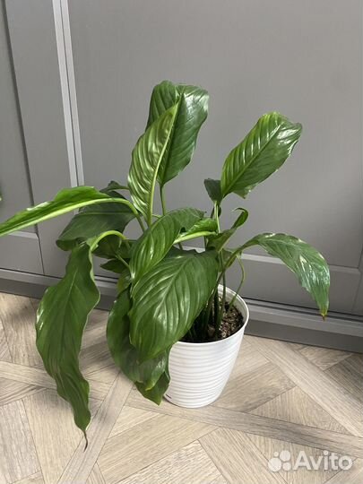 Спатифиллум