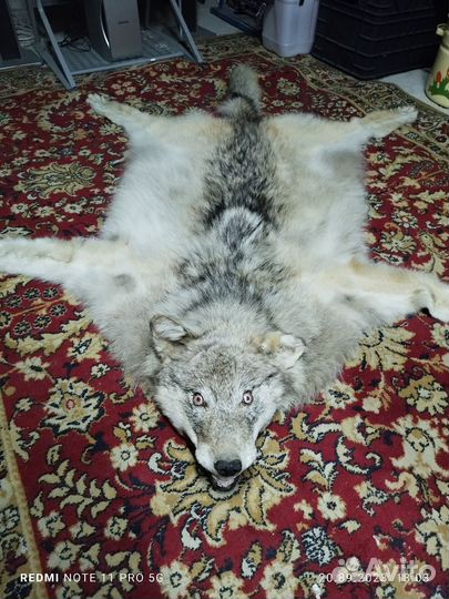 Шкура волка