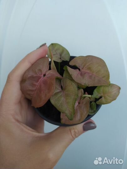 Сингониум Ред харт