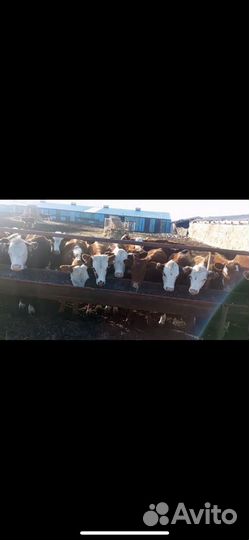Продам бычков и тёлочек