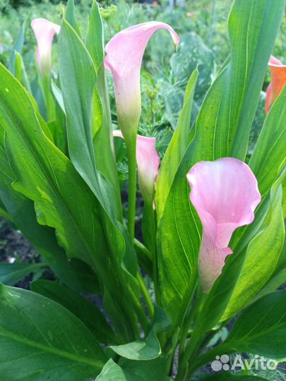 Луковицы каллы