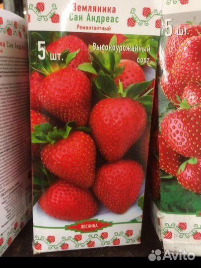 Рассада,саженцы