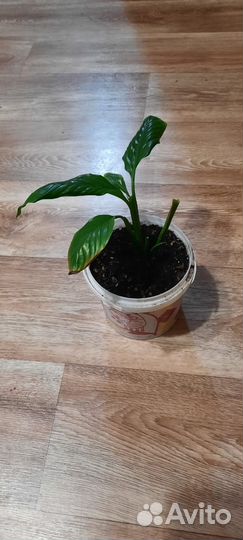 Спатифиллум