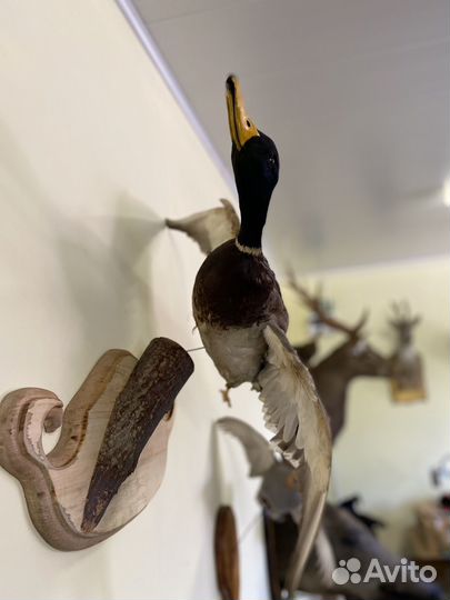 Чучела уток