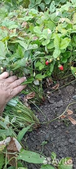 Земляника садовая