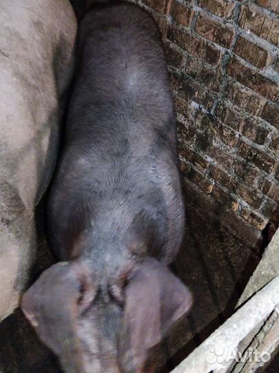 Хряк племенной Пьетрен Макслер и Дюрок