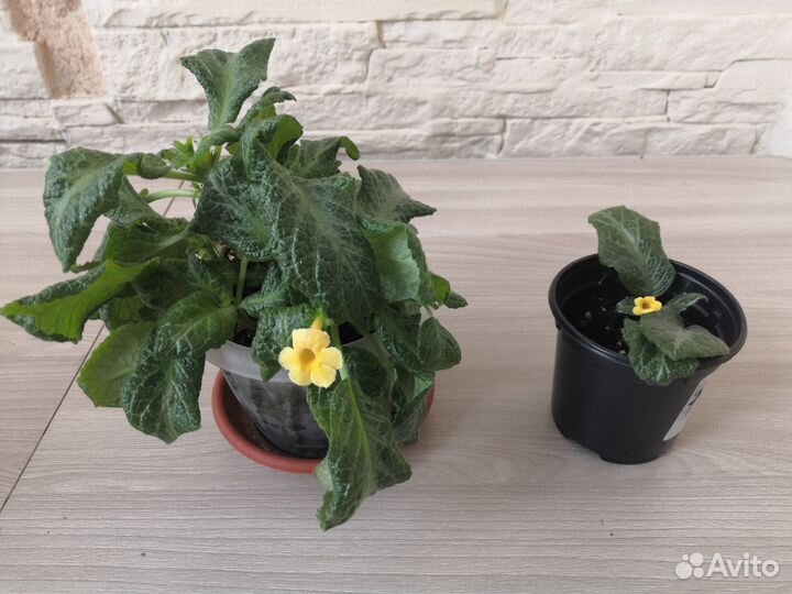 Цветы комнатные растения