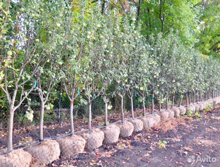 Семейные пары в теплицы работа вахтой