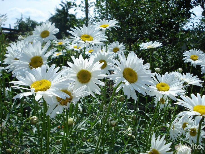 Ирис живучка Ромашка белая голубая