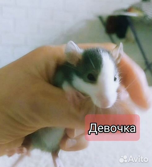 Дамбо крысята