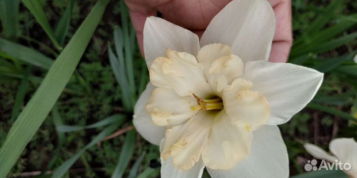 Луковицы нарциссов.Ченджинг