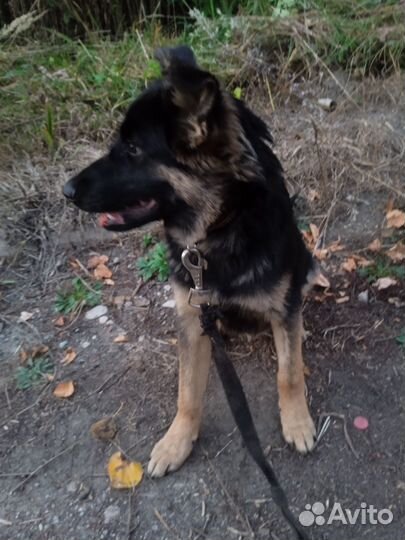 Щенок в дар