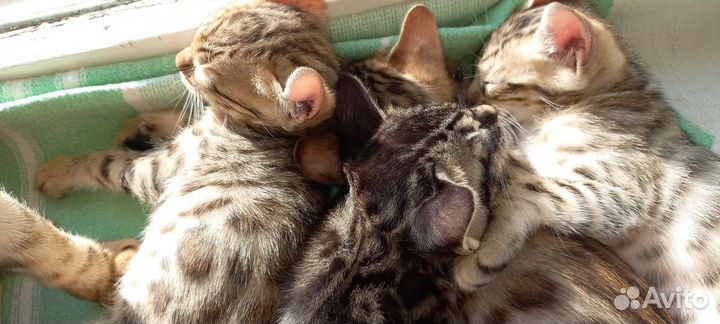 Бенгальские котята